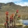 Wildflowers of the Cajas National Park, Southern Ecuador